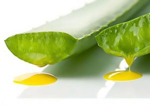 Como tirar a Aloína (toxina) da Babosa? Aprenda 01 truque simples!
