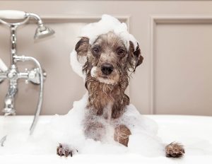 Pode usar shampoo de cabelo em cachorro?