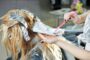Como saber a hora certa de descolorir o cabelo? 3 sinais